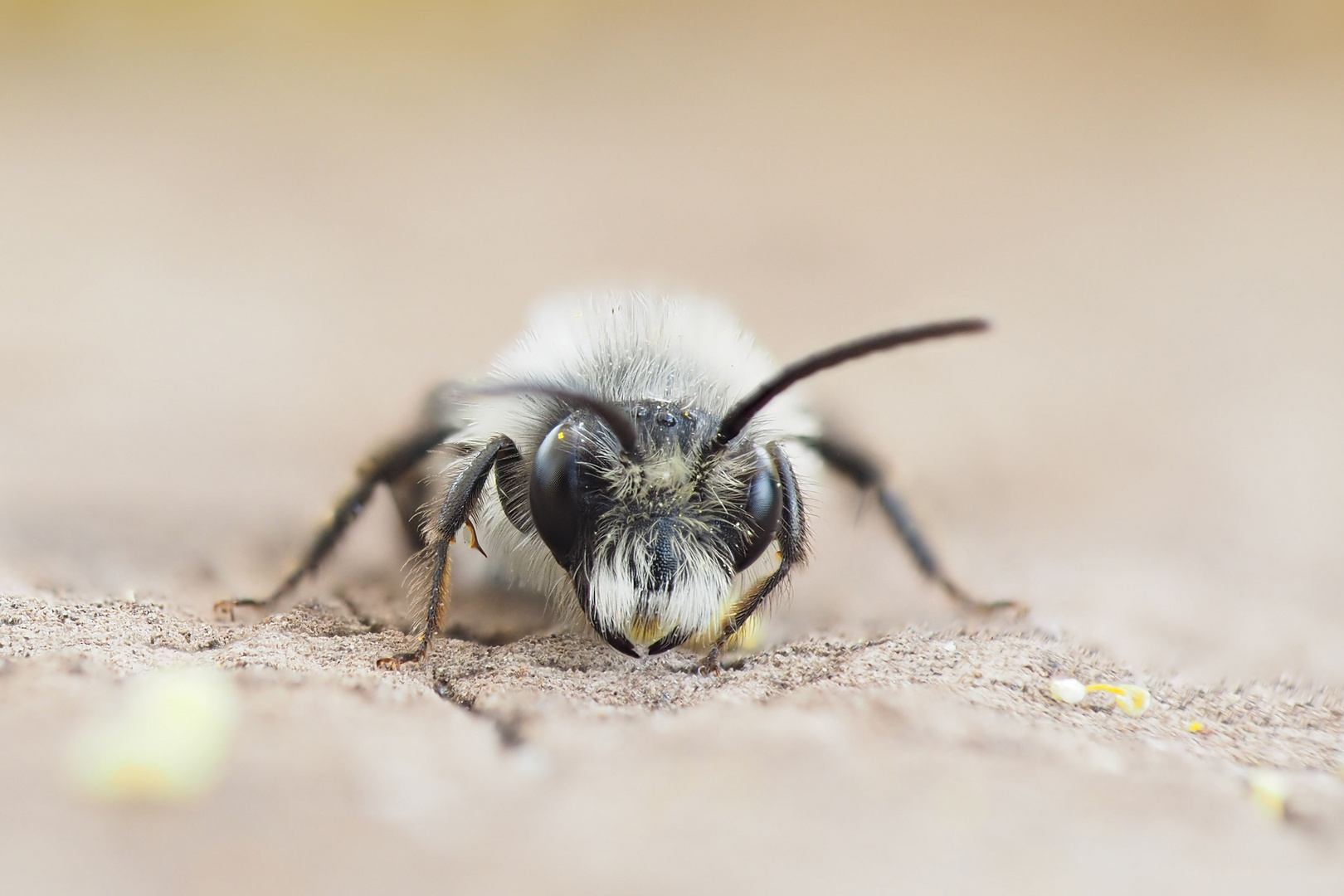 Bienchen frontal