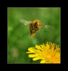 Bienchen frontal