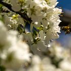 Bienchen.. ganz fleißig...