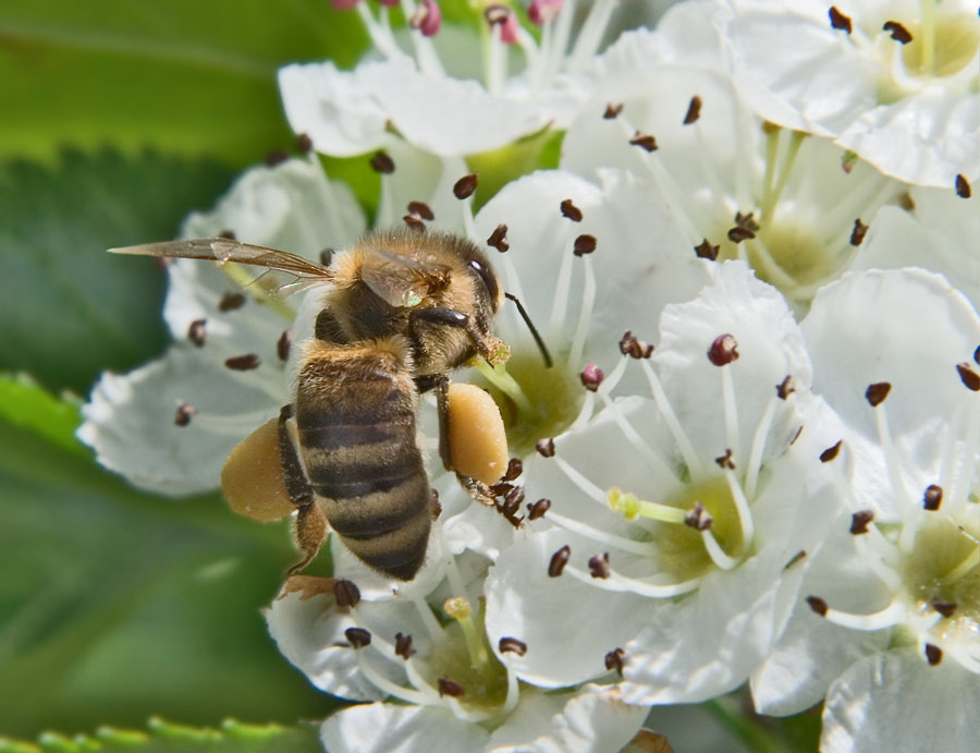 Bienchen hat Höschen voll