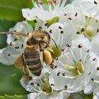 Bienchen hat Höschen voll