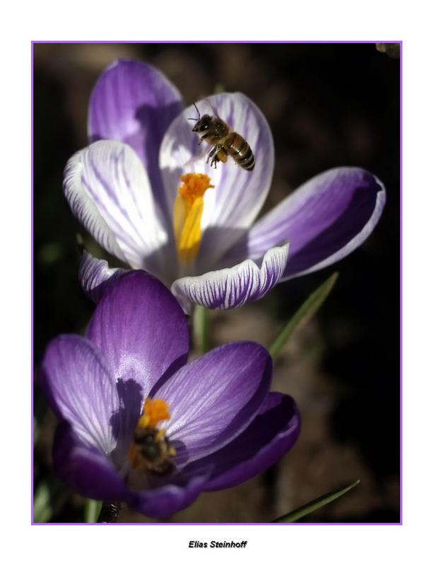 Bienchen hat Hunger