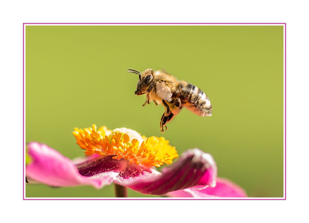 Bienchen hüpf...