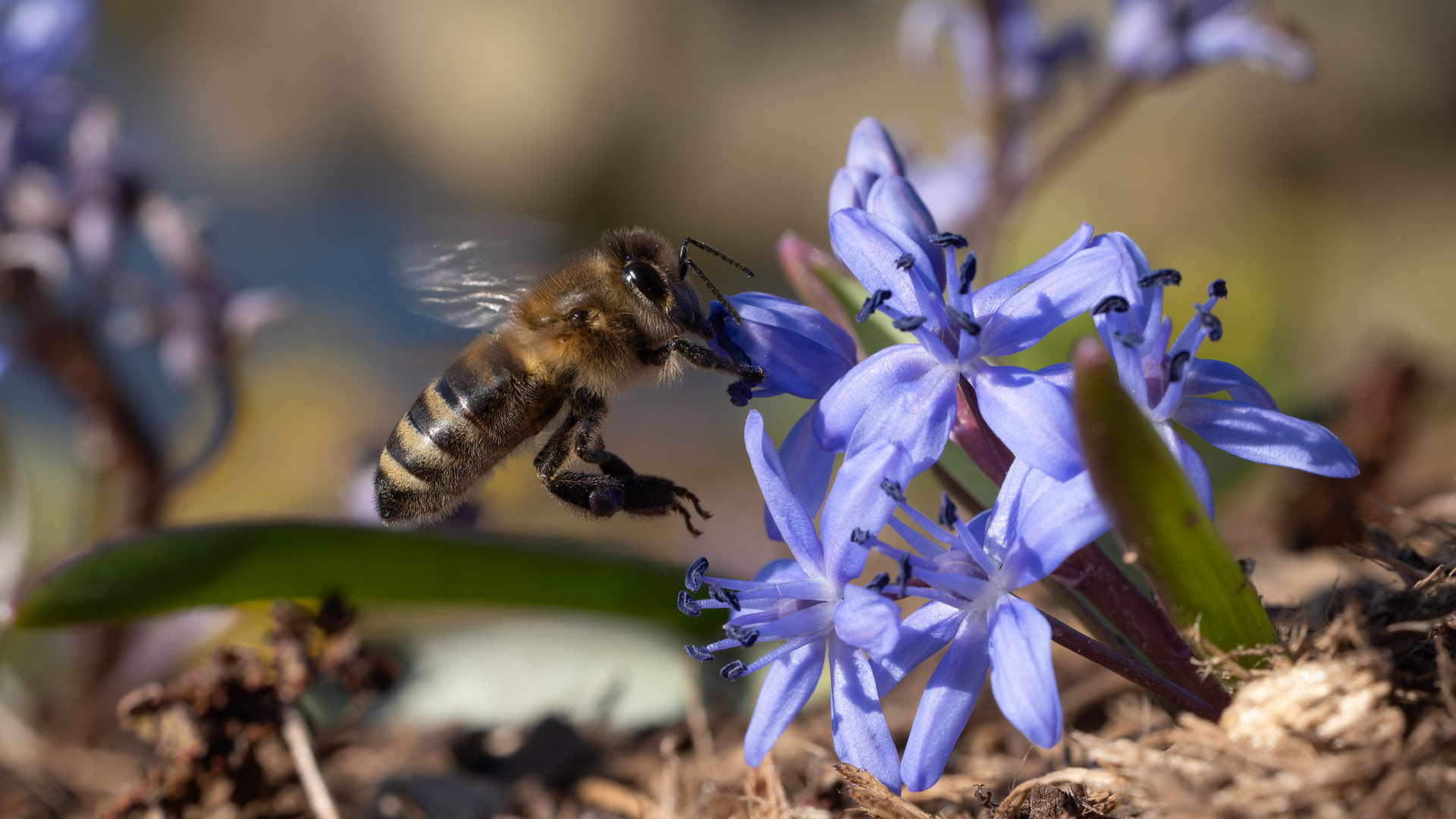 Bienchen I