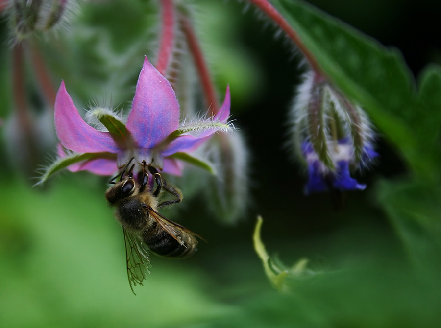 Bienchen I