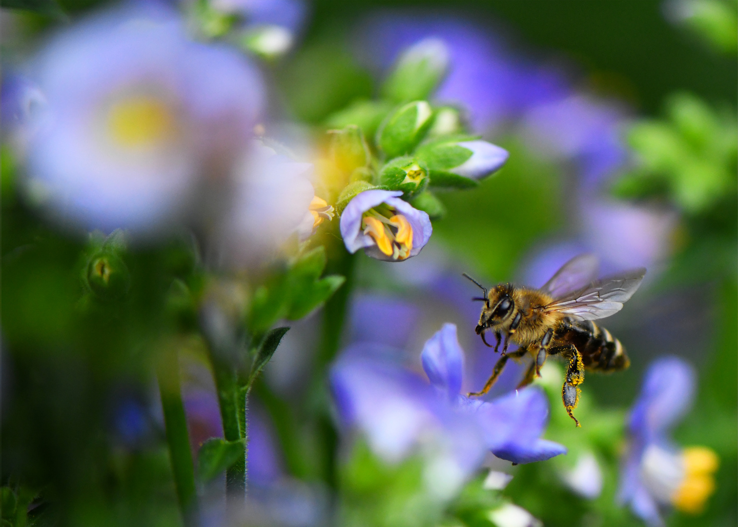 Bienchen II