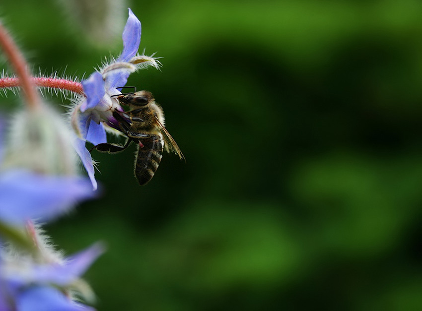 Bienchen II