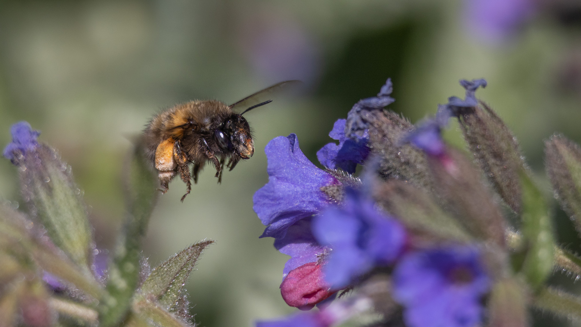 bienchen II