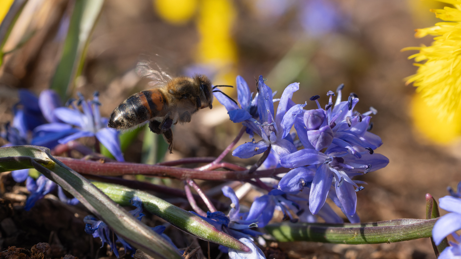 Bienchen II