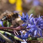 Bienchen II