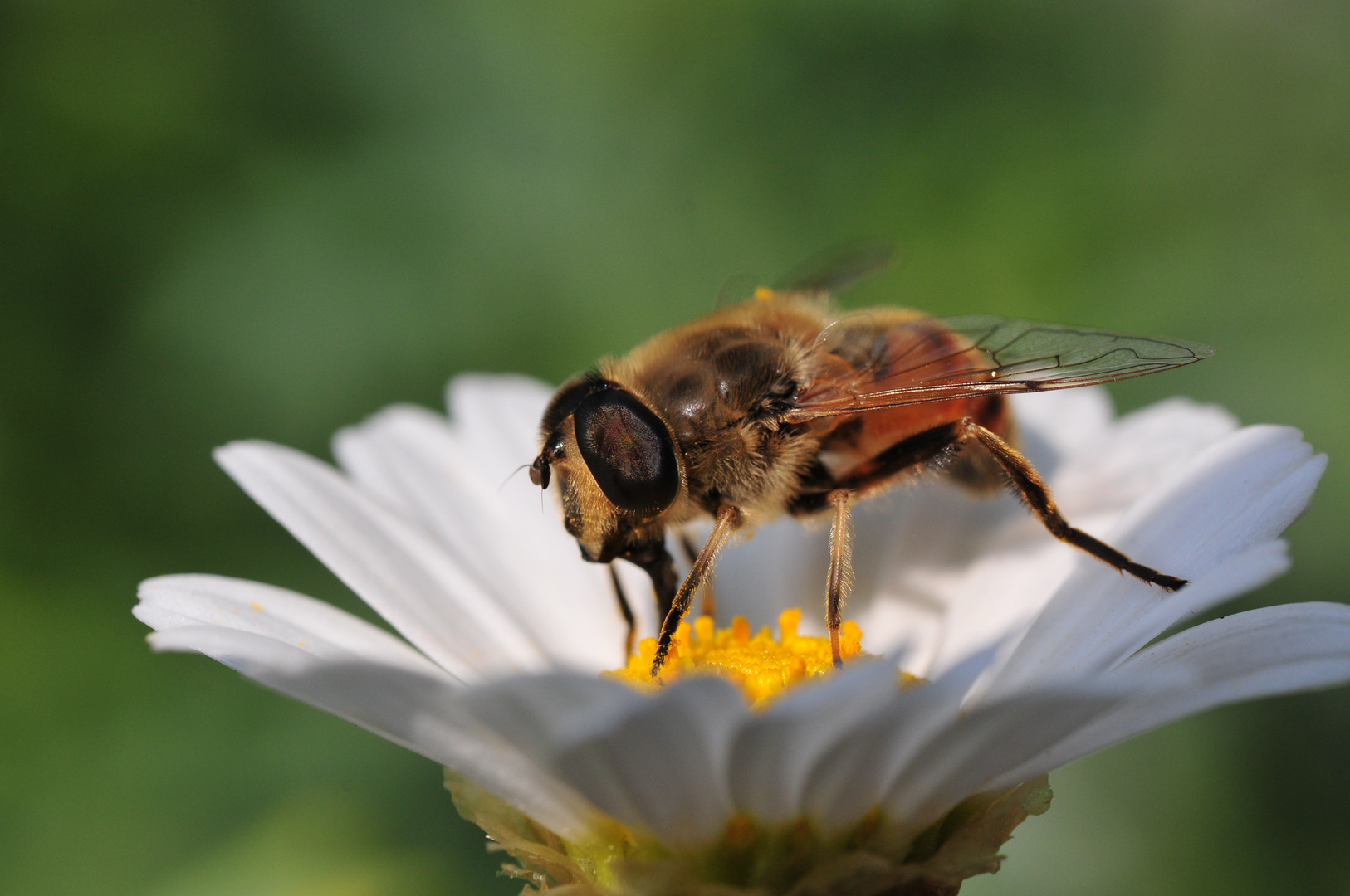 Bienchen II mit 60mm Festbrennweite