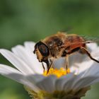 Bienchen II mit 60mm Festbrennweite