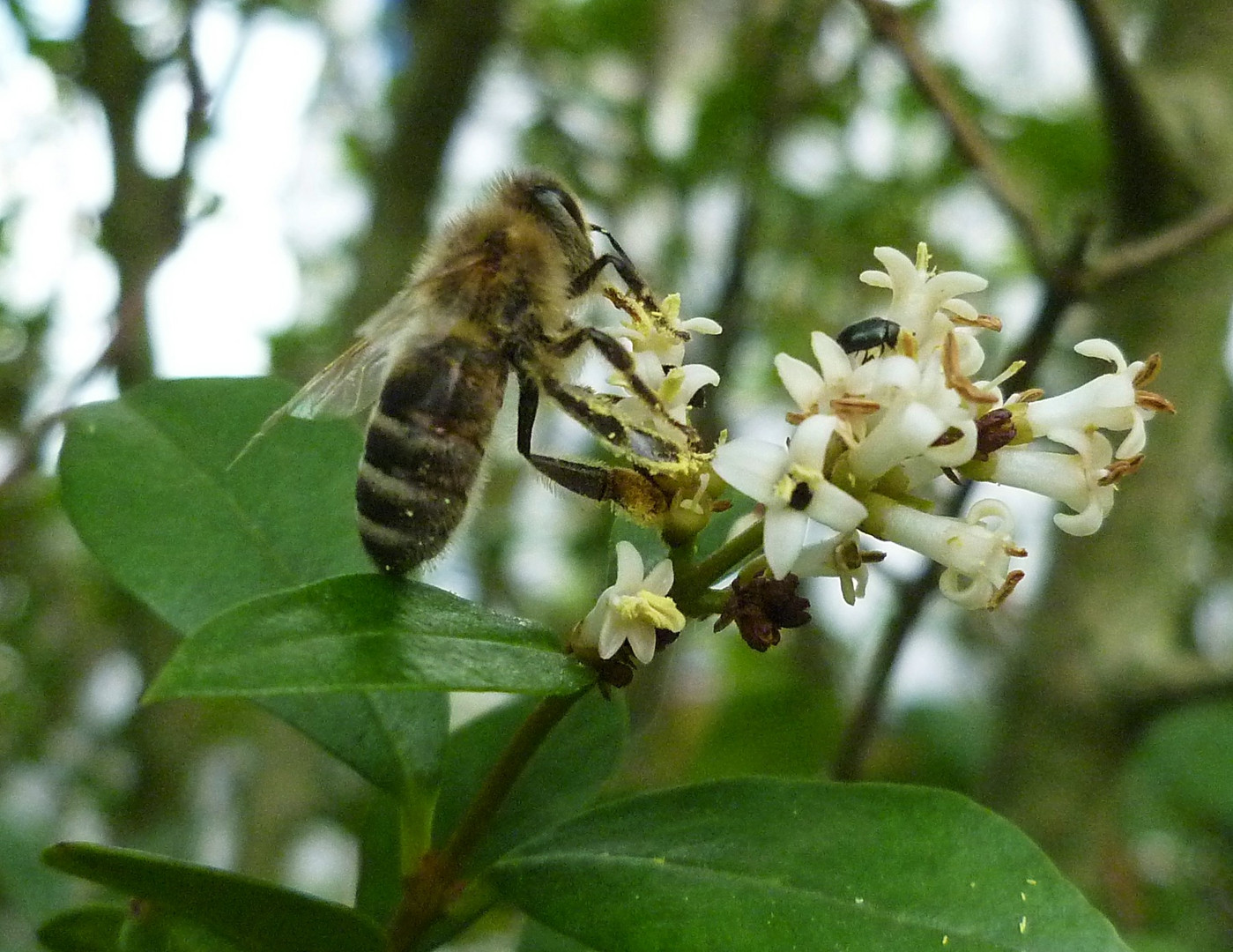 Bienchen III