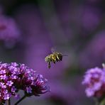 Bienchen im Abflug von der Nahrungsquelle.