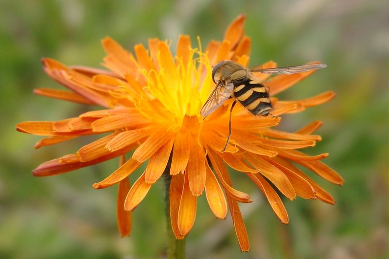 Bienchen im Allgäu