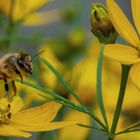 Bienchen im An/Abflug