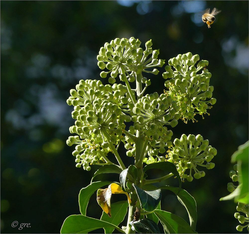 Bienchen im Anflug....