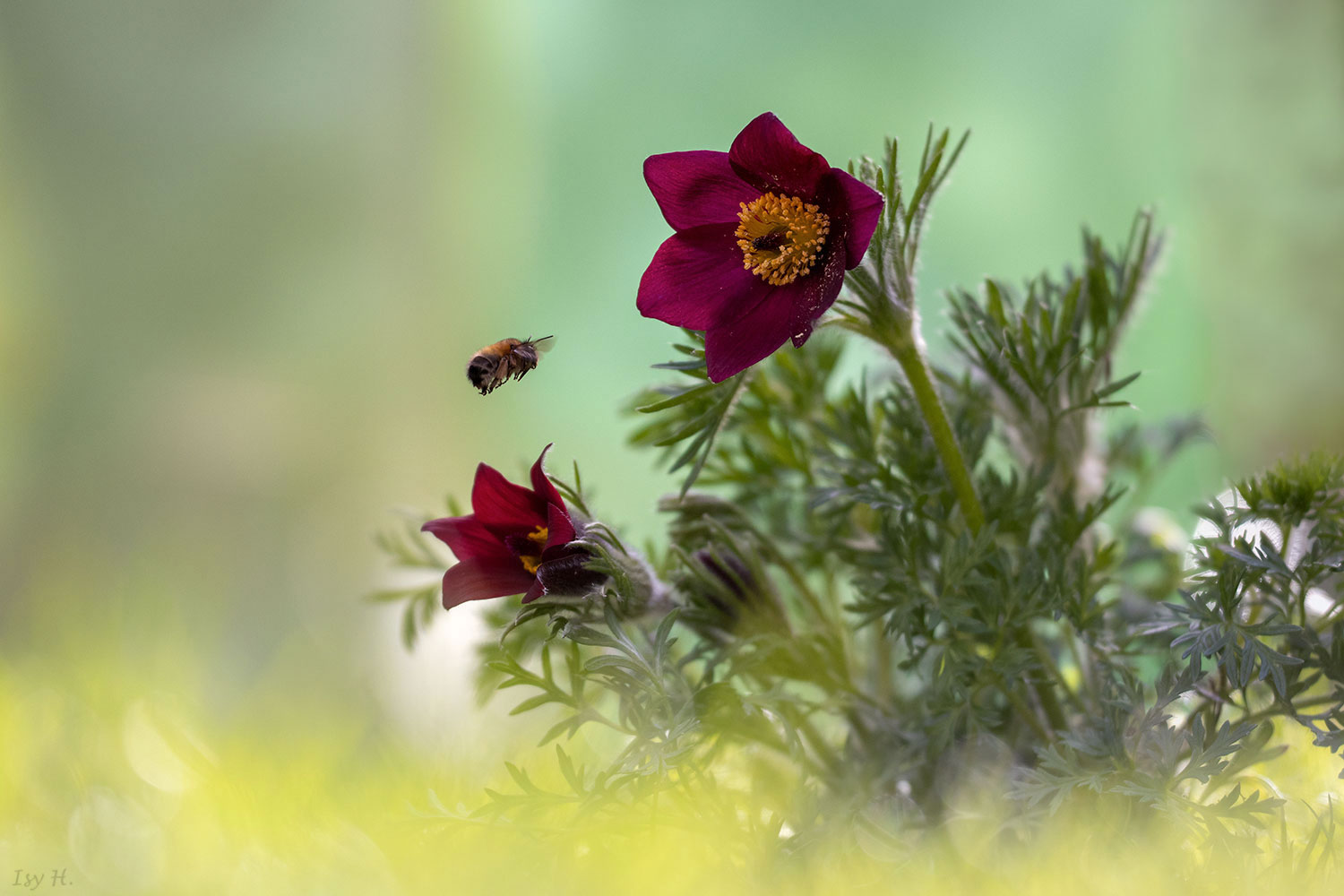 Bienchen im Anflug