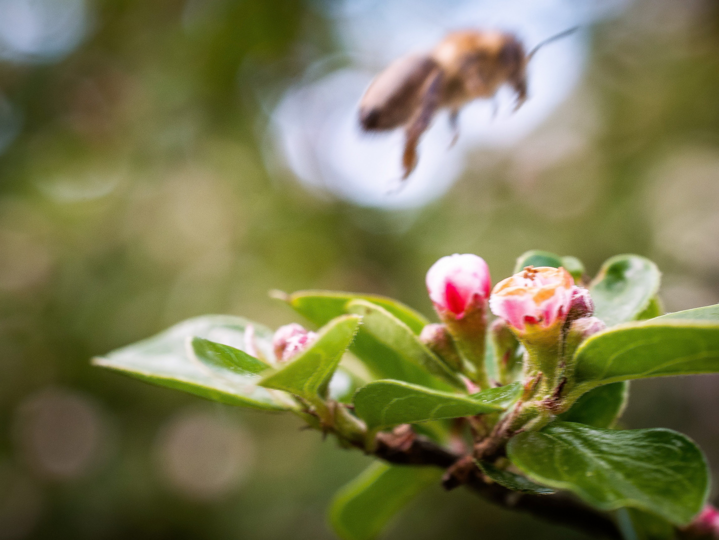 Bienchen im Anflug