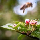 Bienchen im Anflug