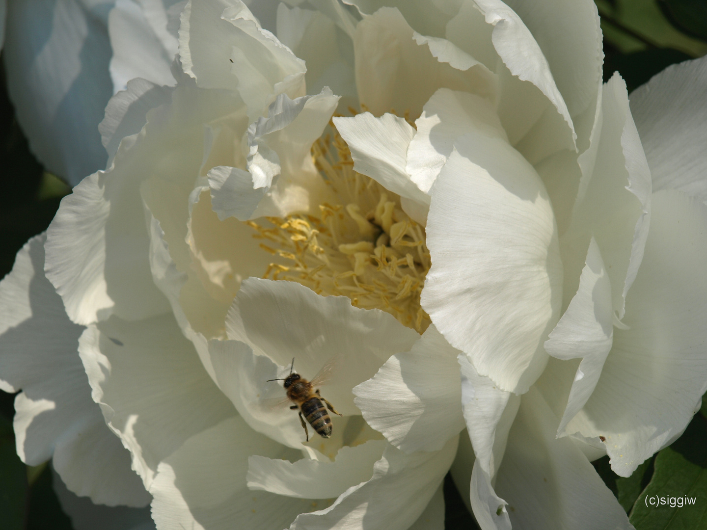 Bienchen im Anflug