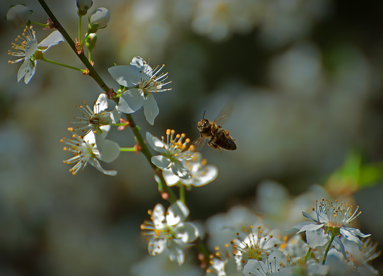 Bienchen im Anflug