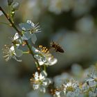 Bienchen im Anflug