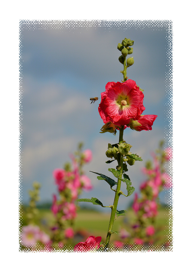 Bienchen im Anflug....