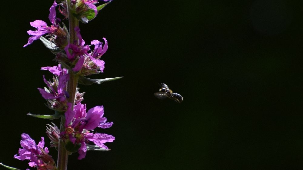 Bienchen im Anflug