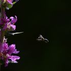 Bienchen im Anflug