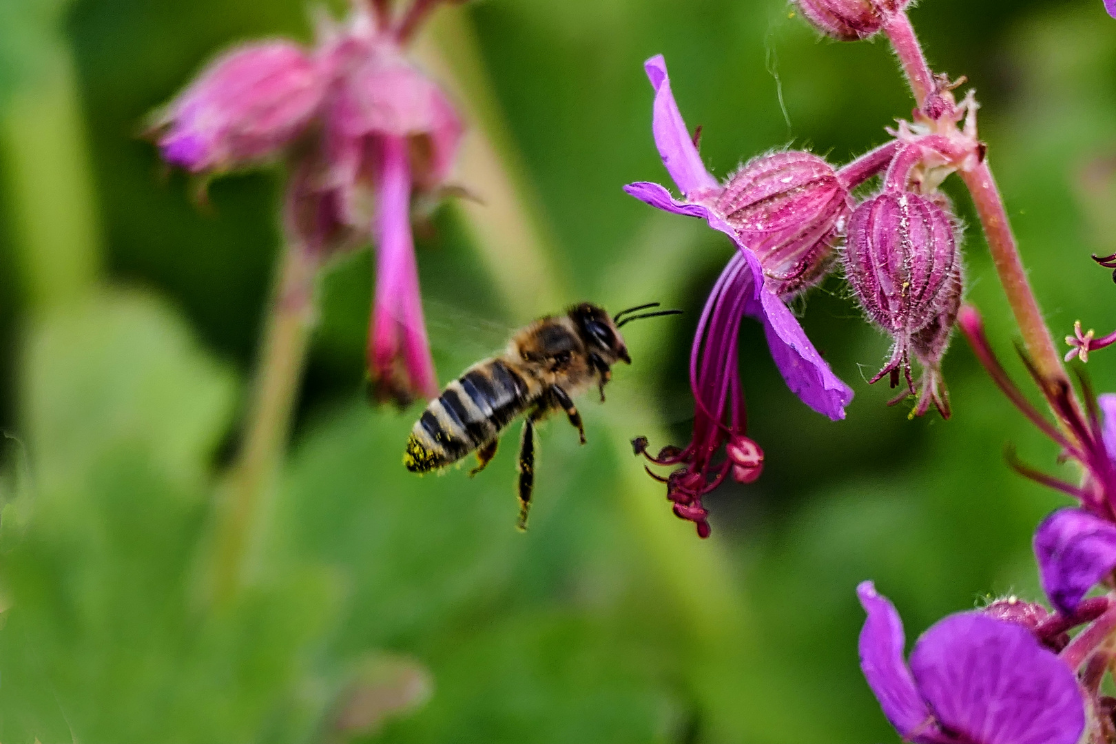 Bienchen im Anflug 