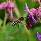 Bienchen im Anflug 