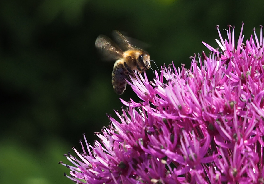 Bienchen im Anflug