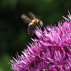 Bienchen im Anflug