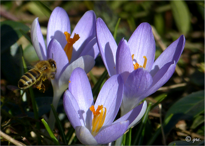 Bienchen im Anflug