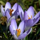 Bienchen im Anflug