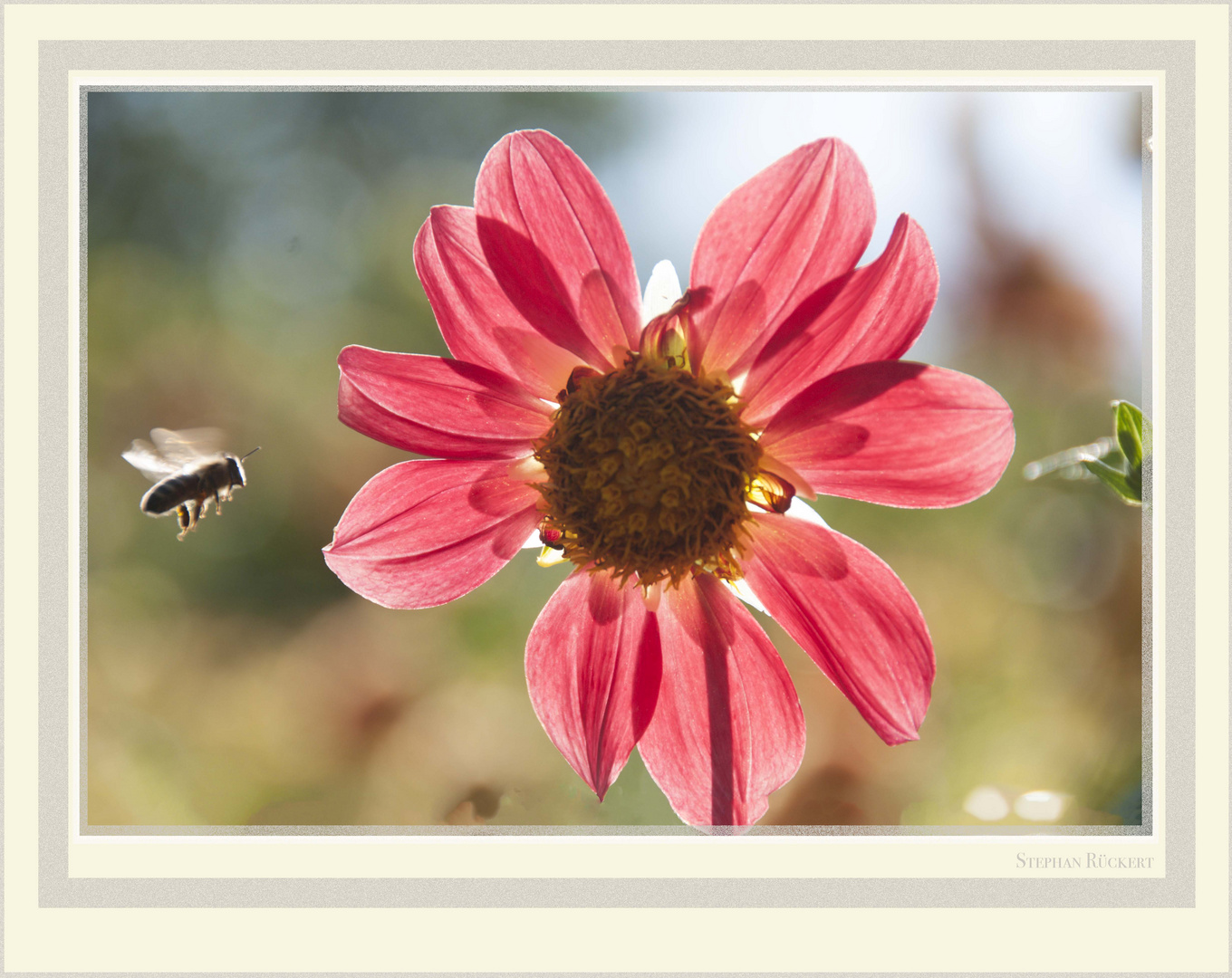 Bienchen im Anflug