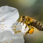 Bienchen im Anflug auf Kirschblüte