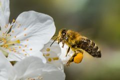 Bienchen im Anflug auf Kirschblüte