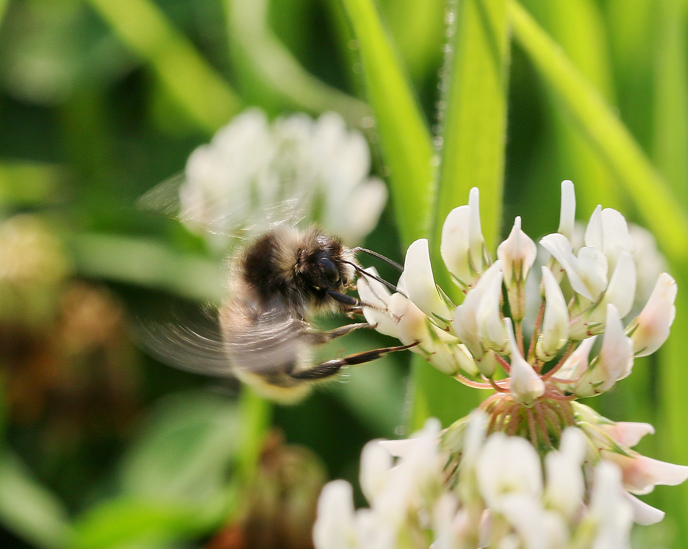 Bienchen im Anflug