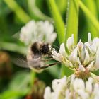 Bienchen im Anflug