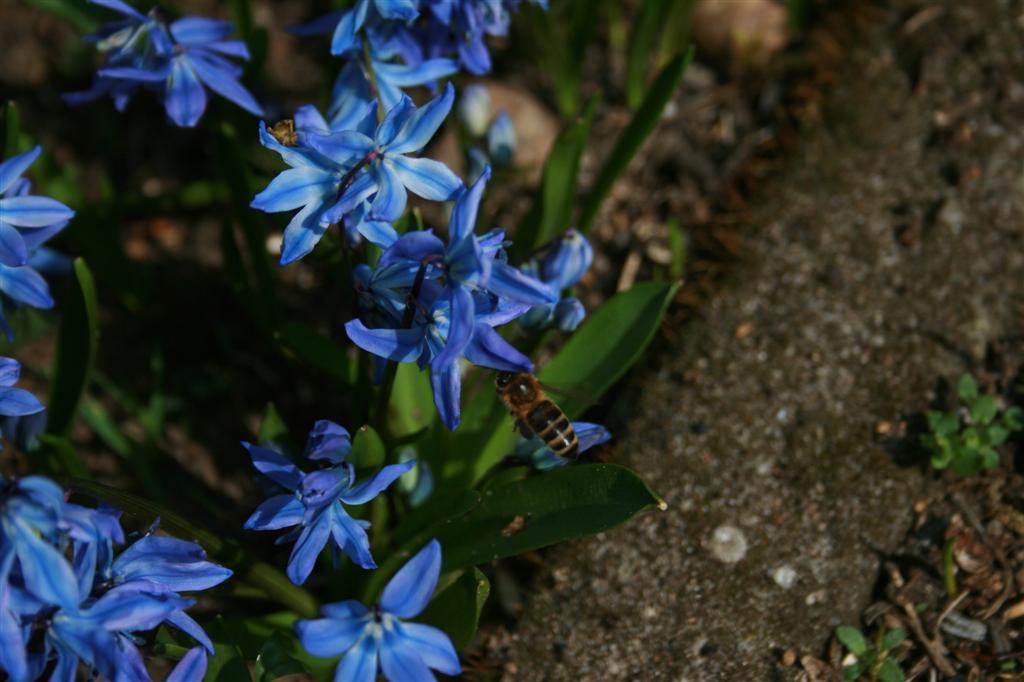 Bienchen im Anflug :)