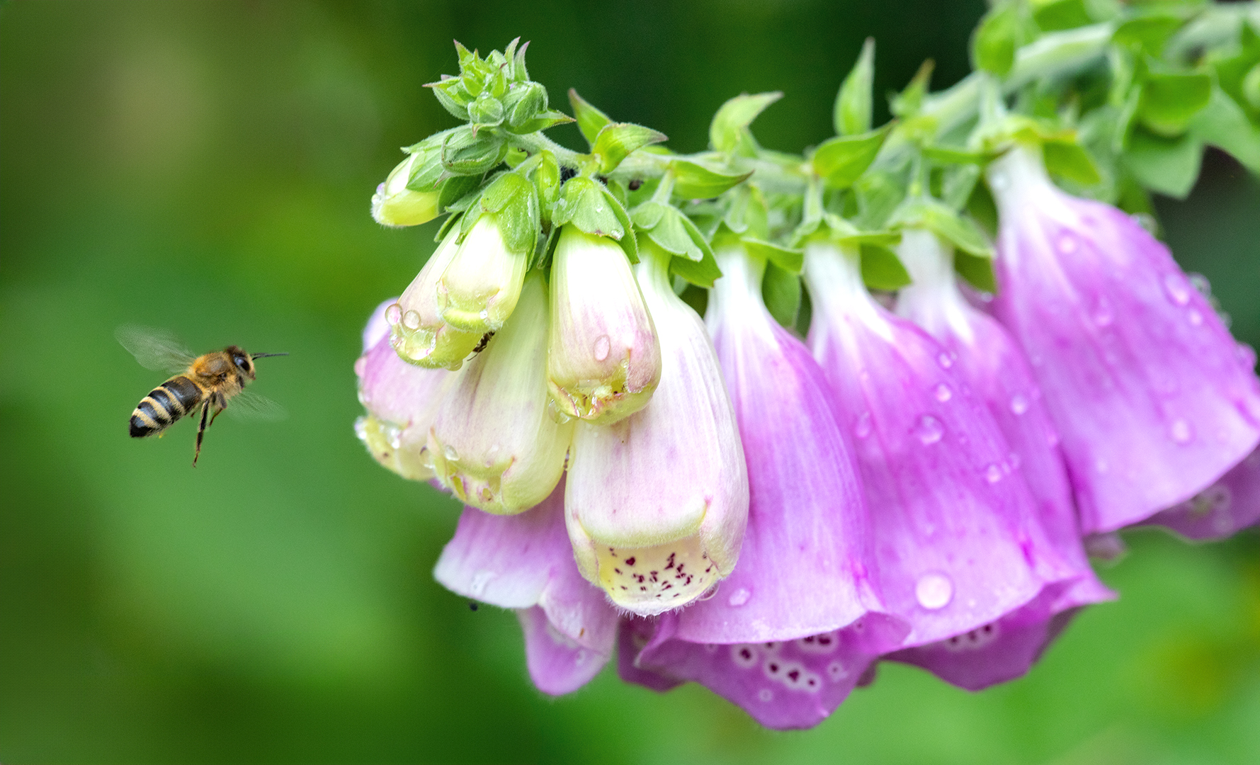 Bienchen im Anflug