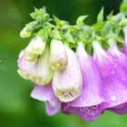 Bienchen im Anflug