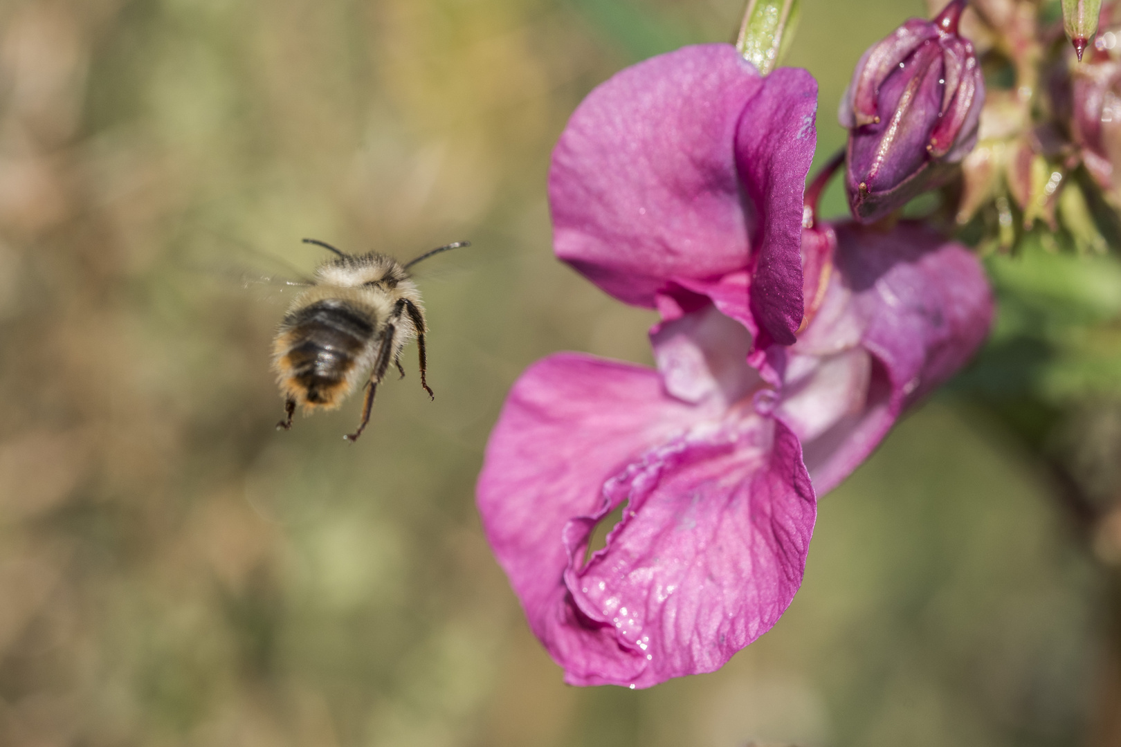 Bienchen im Anflug