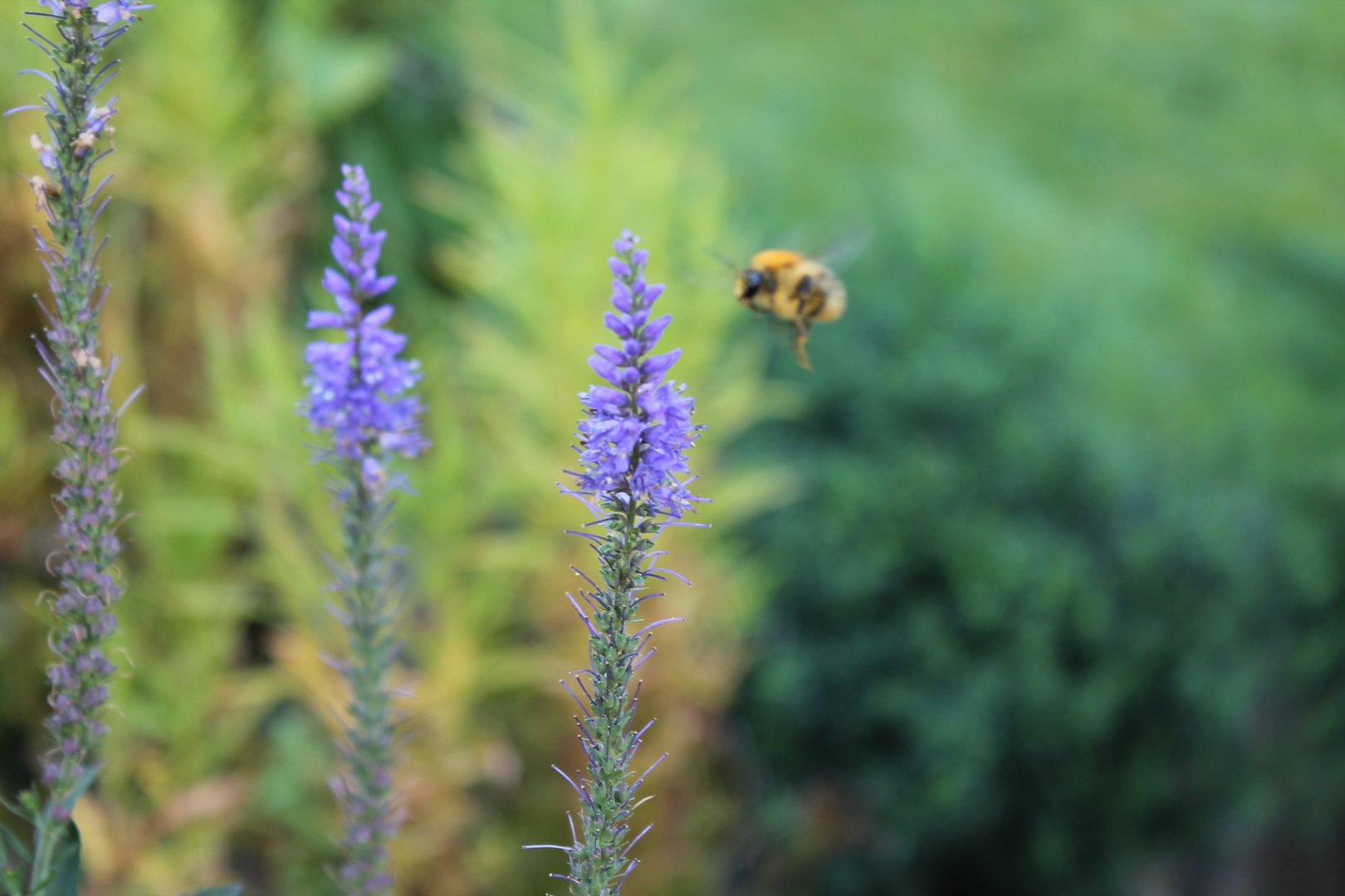 Bienchen im Anflug.