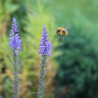 Bienchen im Anflug.