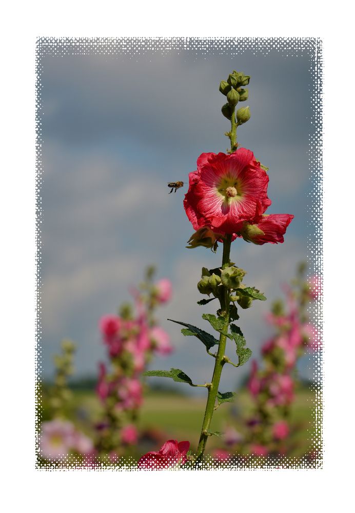 Bienchen im Anflug...