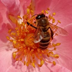 Bienchen im Blûmchen