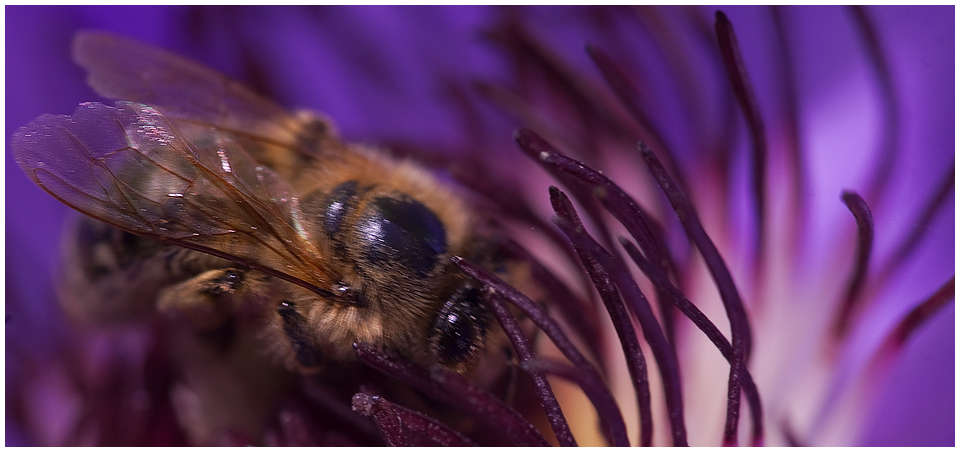 Bienchen - im Blümchen